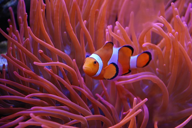 aquarium fish: picture of a clown fish